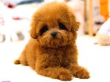 TOY POODLE YAVRULARIM