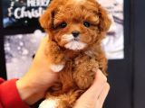 TOY POODLE YAVRULARIM