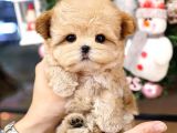 TOY POODLE YAVRULARIM