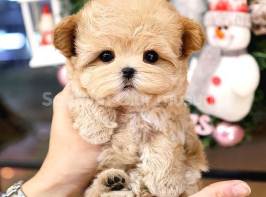 TOY POODLE YAVRULARIM