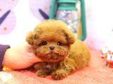 TOY POODLE YAVRULARIM