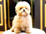 TOY POODLE YAVRULARIM