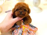 TOY POODLE YAVRULARIM