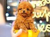 TOY POODLE YAVRULARIM