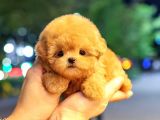 TOY POODLE YAVRULARIM