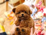 TOY POODLE YAVRULARIM