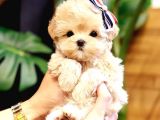 TOY POODLE YAVRULARIM