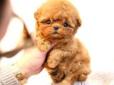 TOY POODLE YAVRULARIM