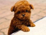 TOY POODLE YAVRULARIM