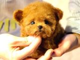 TOY POODLE YAVRULARIM