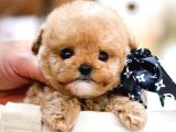 TOY POODLE YAVRULARIM