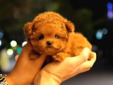 TOY POODLE YAVRULARIM