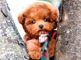 TOY POODLE YAVRULARIM