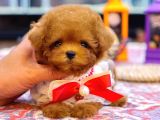 TOY POODLE YAVRULARIM