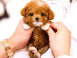 TOY POODLE YAVRULARIM