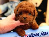 TOY POODLE YAVRULARIM