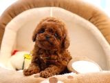 TOY POODLE YAVRULARIM