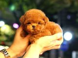 TOY POODLE YAVRULARIM