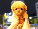 TOY POODLE YAVRULARIM