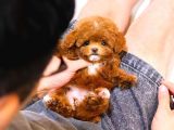 TOY POODLE YAVRULARIM