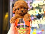 TOY POODLE YAVRULARIM