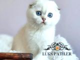 Top Kafacık Silver Scottish Fold 