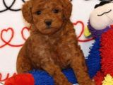 Mini boy puppy kıpkırmızı ev üretimi  TOOY POODLE 