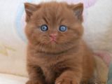 Nadir Bulunan Chocolate British Shorthair