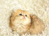 Show Kalite Golden NY25 British Longhair