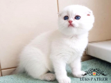 Yusyuvarlak Suratlı Silver Scottish Fold Shorthair 