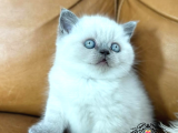 Yumoş gibi Blue Point British Shorthair 