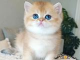 Çek Bebeksi Tenimi Çek Golden British Shorthair