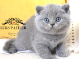 Oyuncak Bebeğim Gri British Shorthair 