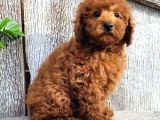 Mini boy puppy kıpkırmızı ev üretimi  TOOY POODLE 