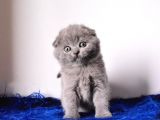 Eşsiz Kalitede Gri Scottish Fold