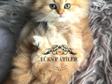 Altın Saçlı Golden Scottish Fold Longhair 