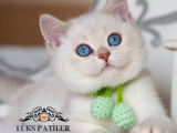 Güzel Gözlüm Silver British Shorthair 