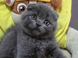 Ayıcık surat Gri Scottish Fold Shorthair 