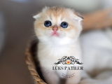 Yusyuvarlak Suratlı Golden Scottish Fold Shorthair 