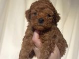 Mini boy puppy kıpkırmızı ev üretimi  TOOY POODLE 