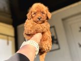 BİR ÇOK seçenek ile TOY POODLE BEBEKLER RENK RENK