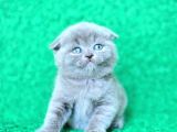 Mükemmel gri scottish fold shorthair