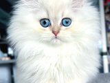 İpeksi tüylü Silver British Longhair 