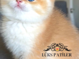 Vitrin Bebeği Golden British Shorthair 