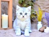 Muhteşem çizgileriyle Silver NS24 British Shorthair