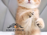 Oyuncu Golden Scottish Fold Shorthair 