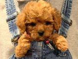 Mini boy puppy kıpkırmızı ev üretimi  TOOY POODLE 