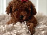 Tooy poodle cinsi yavrular DİŞİ erkek mevcuttur 