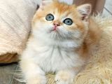 Parıldayan Golden NY12 British Shorthair Yavrumuz