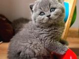 Yuvarlak Kafa Gri British Shorthair